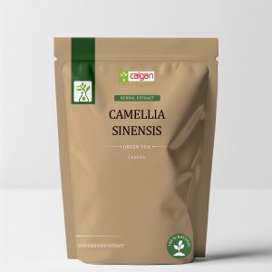 Green Tea (Camellia Sinensis) Extract – Standardized Catechins & EGCG (30% - 98%)